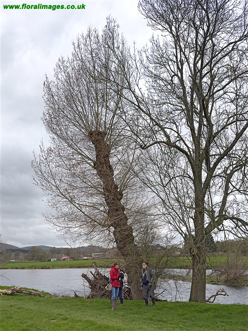 Populus nigra