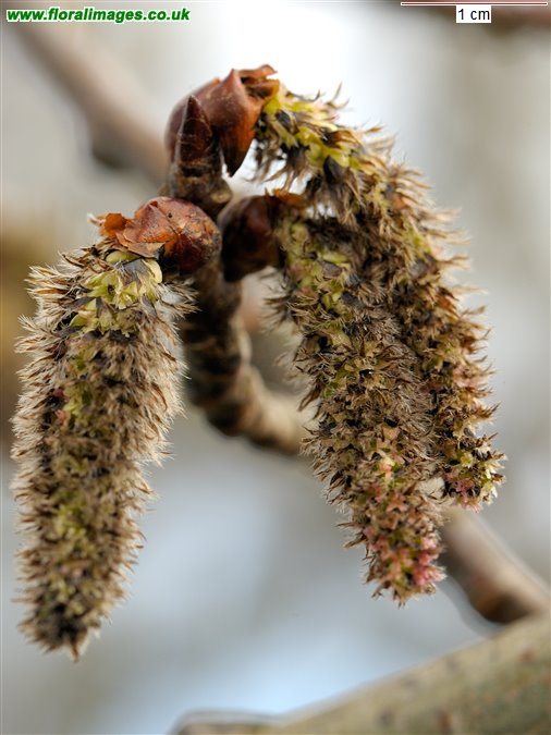 Populus tremula
