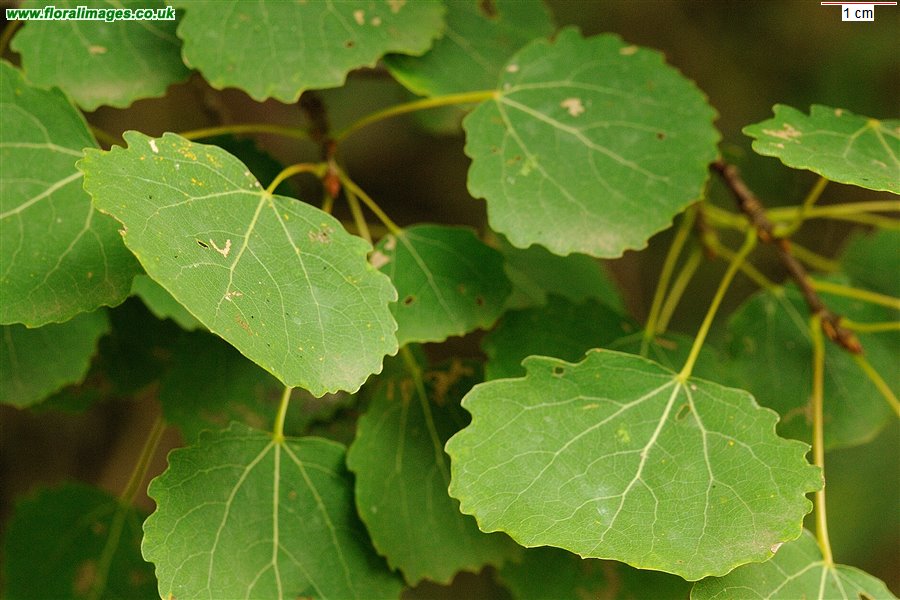 Populus tremula