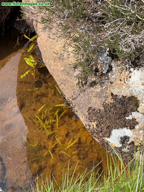 Potamogeton polygonifolius