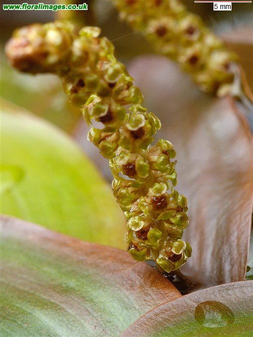 Potamogeton polygonifolius