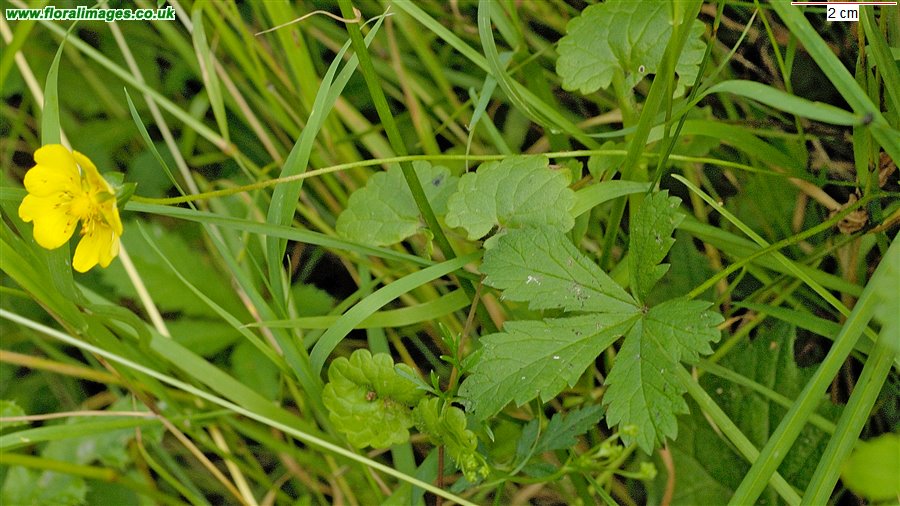 Potentilla reptans
