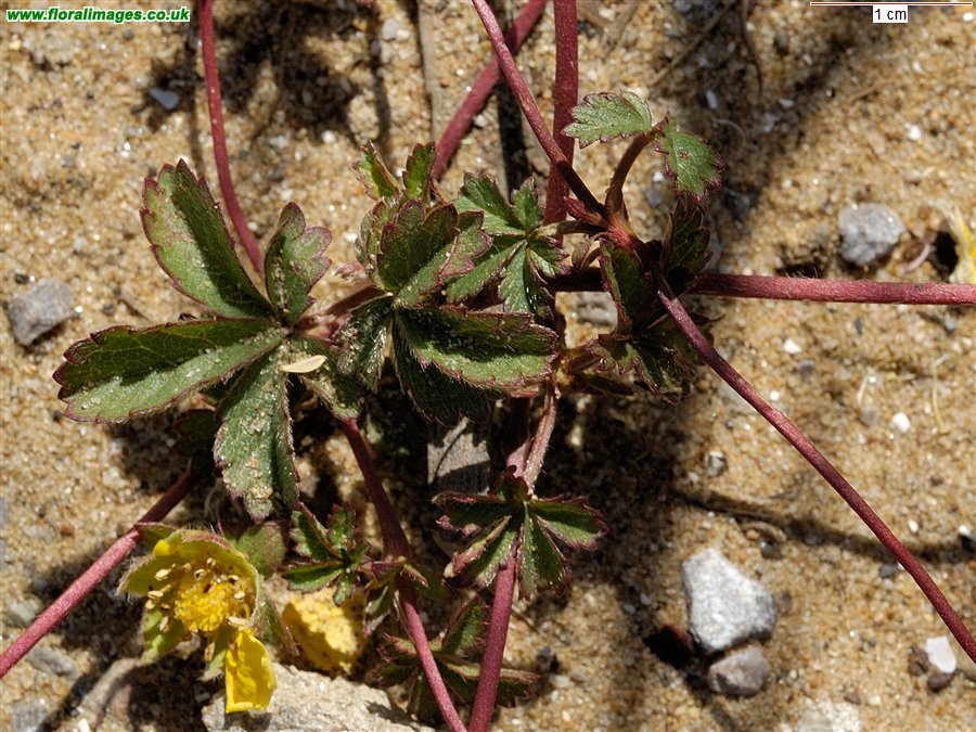 Potentilla reptans