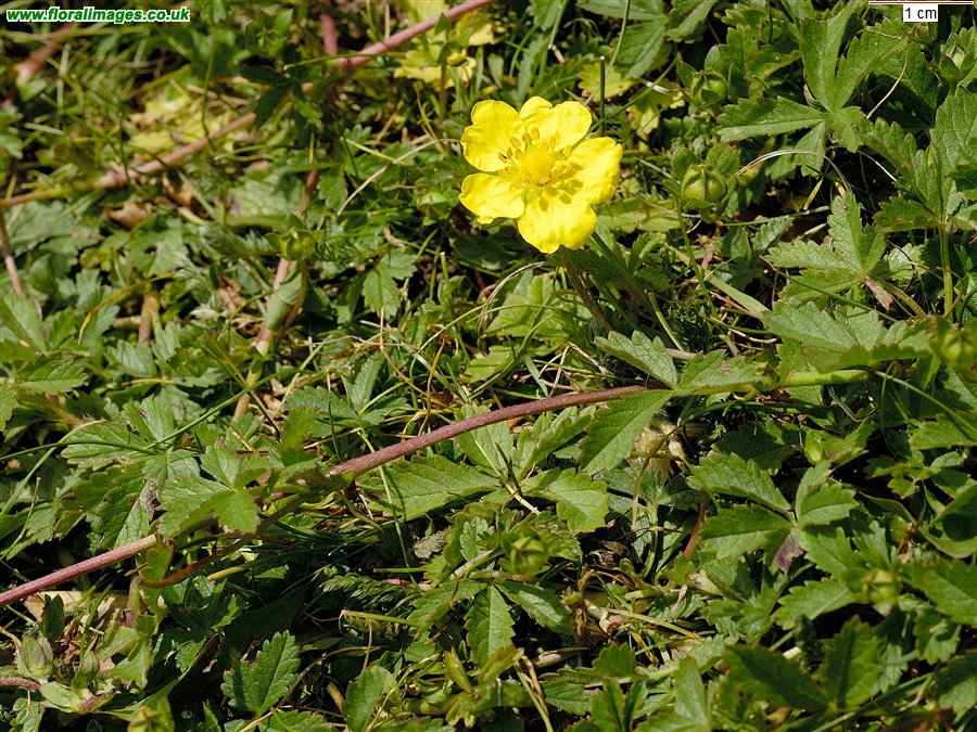 Potentilla reptans