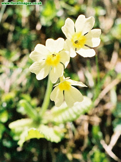 Primula elatior