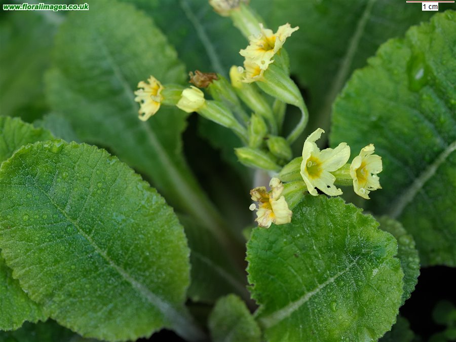Primula elatior