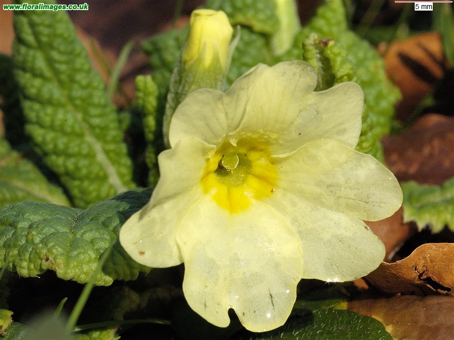 Primula vulgaris