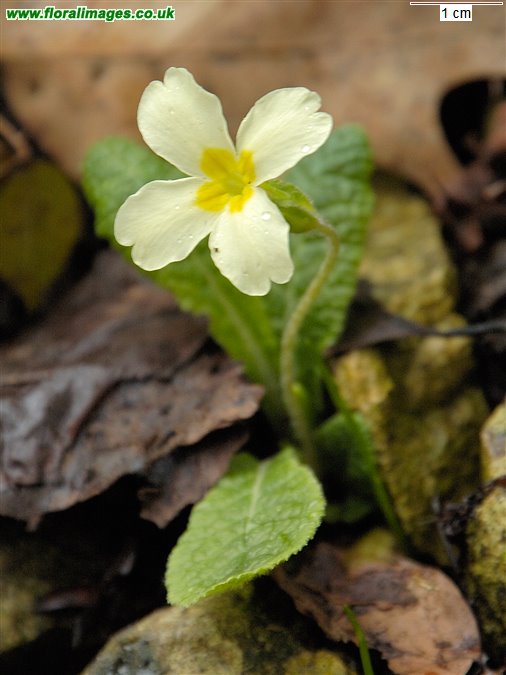 Primula vulgaris