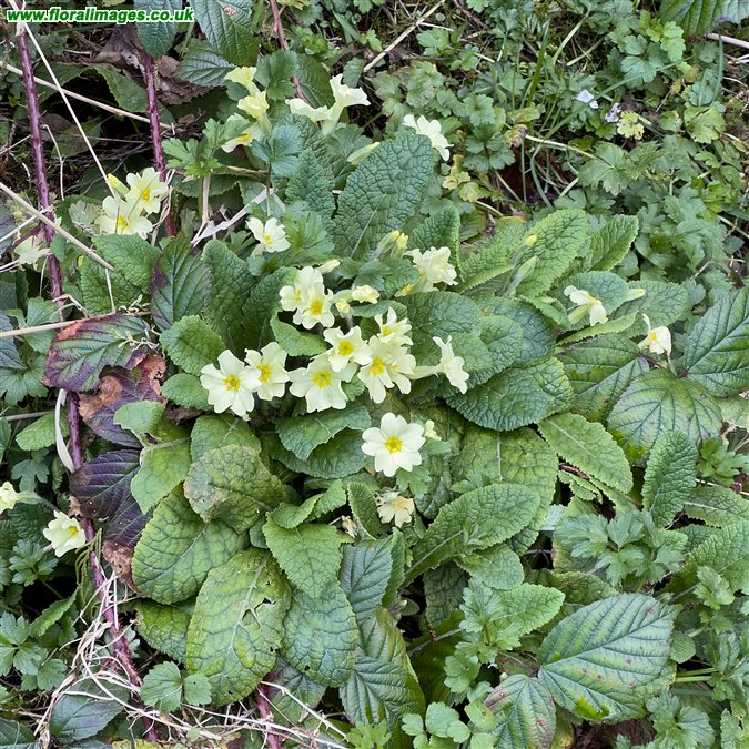 Primula vulgaris