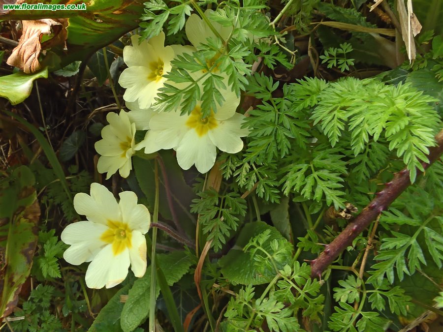 Primula vulgaris