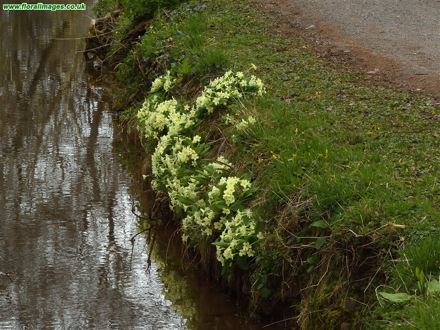Primula vulgaris