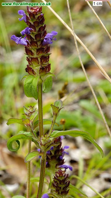 Prunella vulgaris