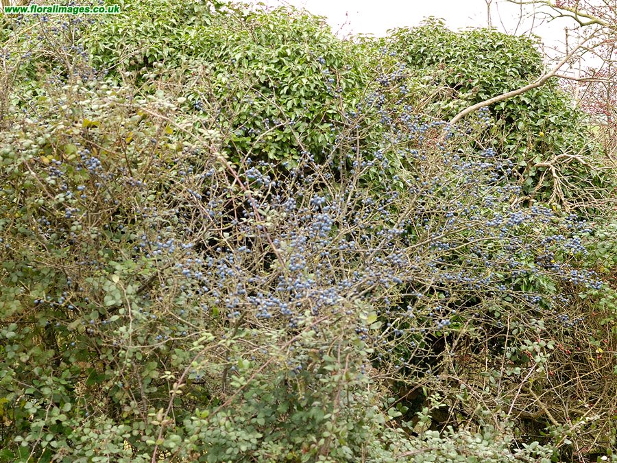 Prunus spinosa