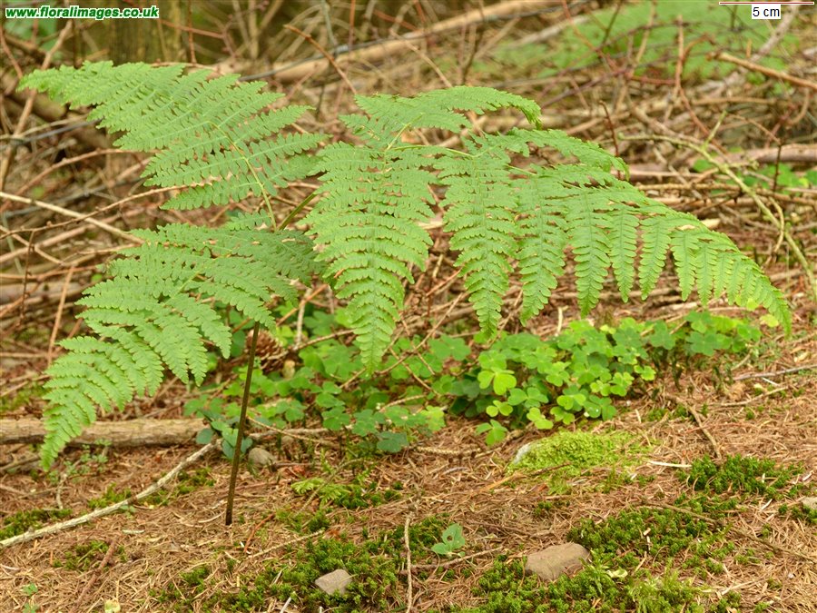 Pteridium aquilinum