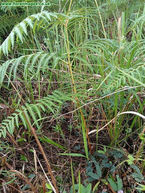 Pteridium esculentum