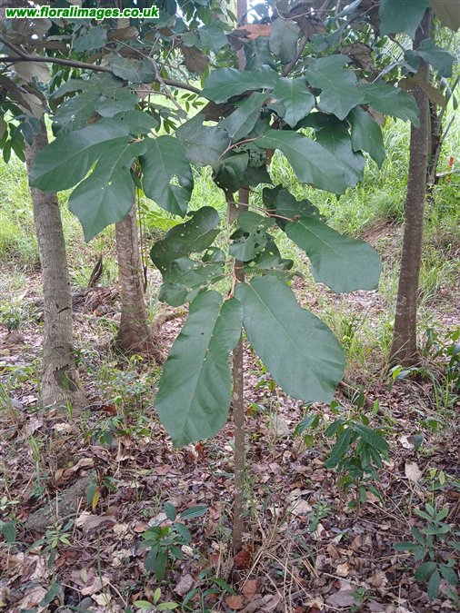 Pterospermum diversifolium