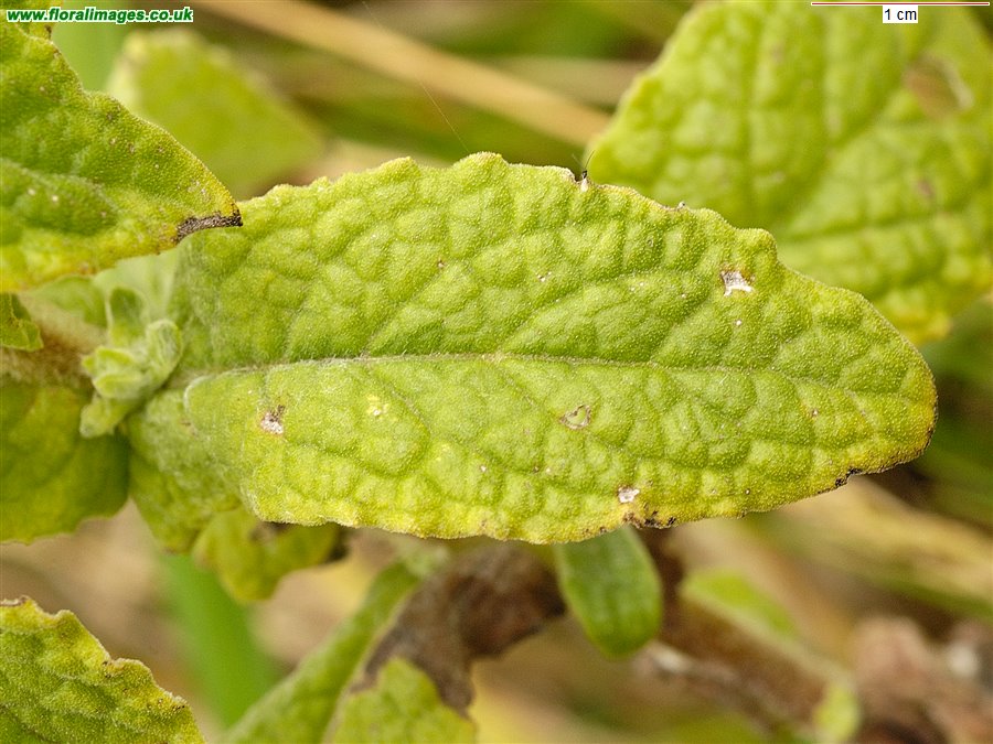 Pulicaria dysenterica