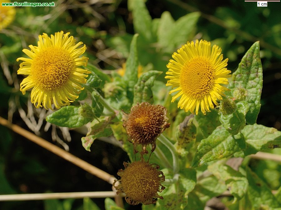 Pulicaria dysenterica