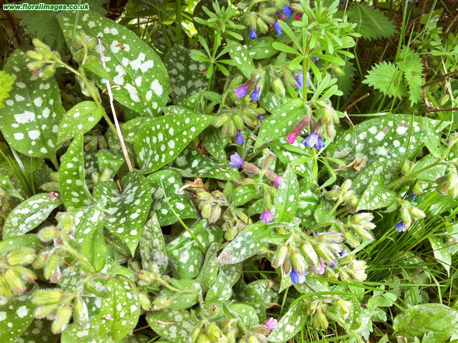 Pulmonaria officinalis