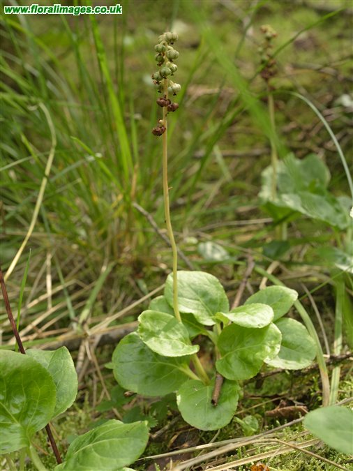 Pyrola minor