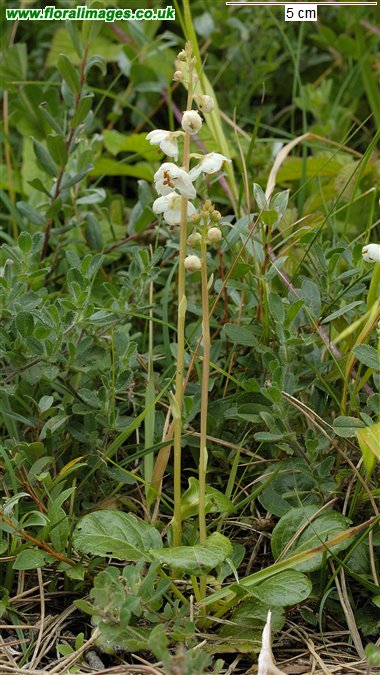 Pyrola rotundifolia
