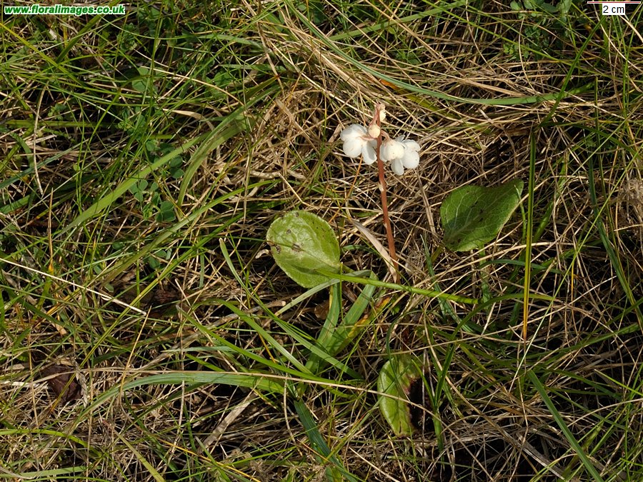 Pyrola rotundifolia