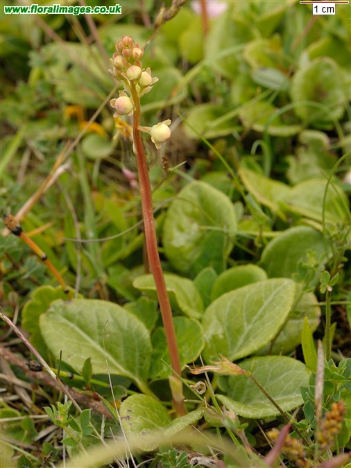 Pyrola rotundifolia
