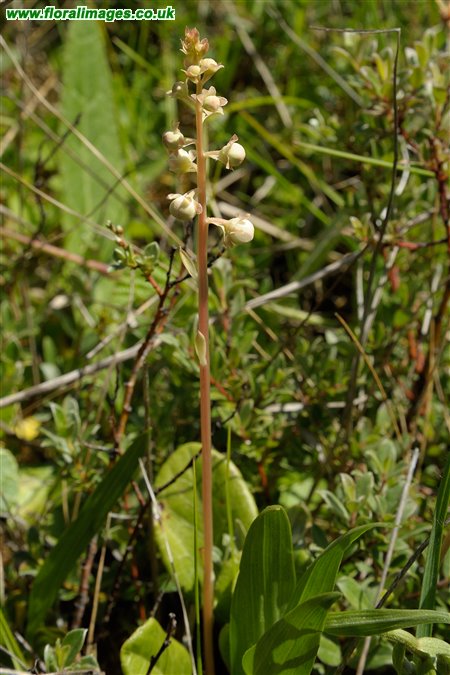 Pyrola rotundifolia