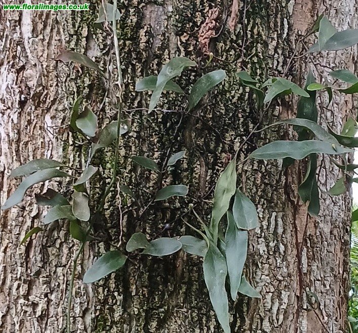 Pyrossia lingua