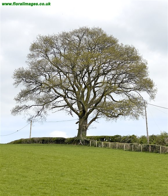 Quercus petraea