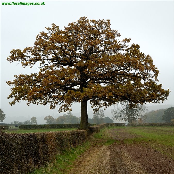Quercus petraea