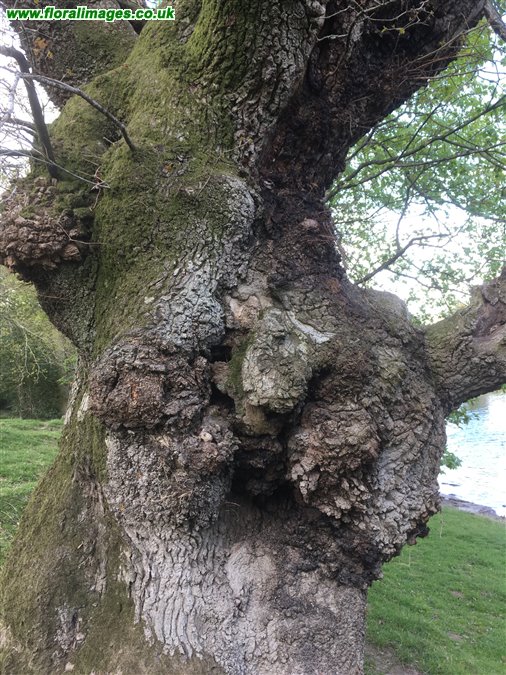 Quercus petraea