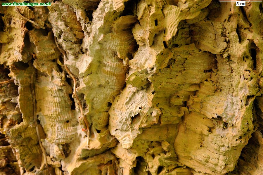 Quercus suber