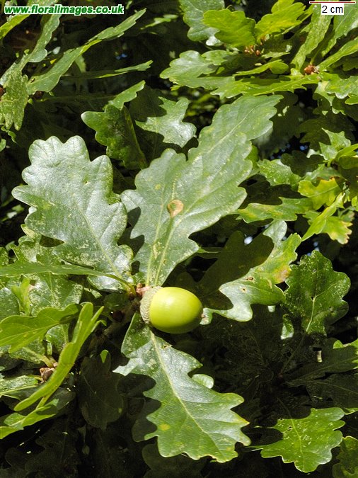 Quercus x rosacea