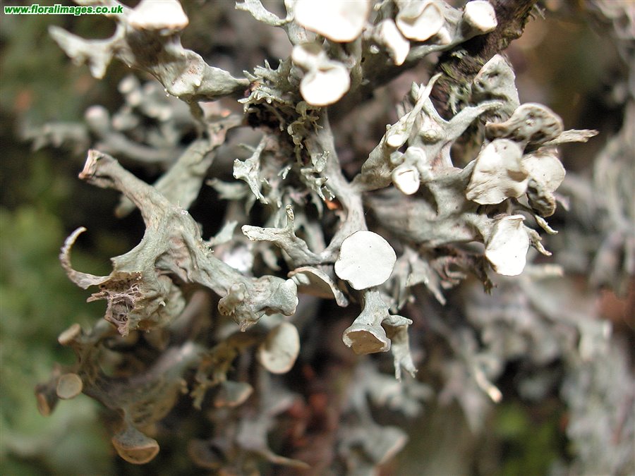 Ramalina calicaris
