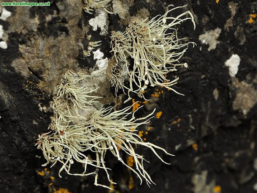 Ramalina cuspidata