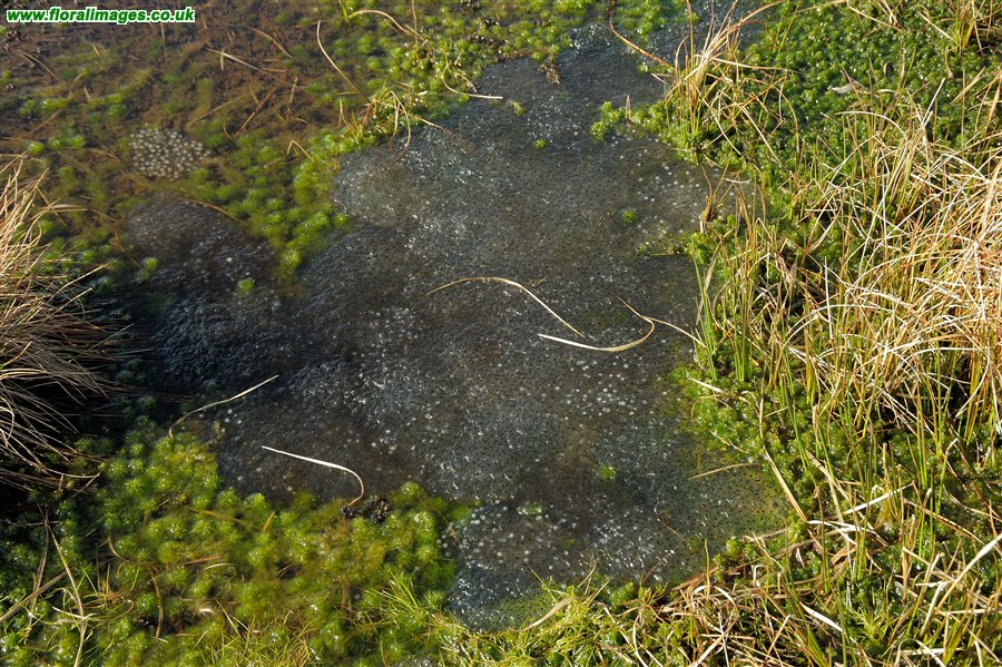 Rana temporaria