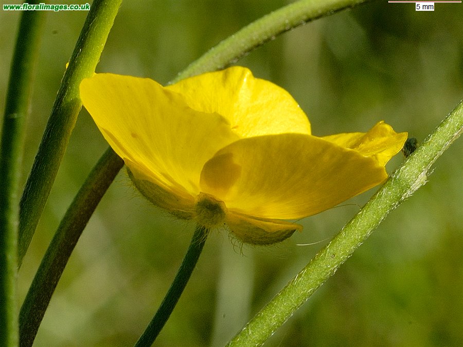 Ranunculus acris