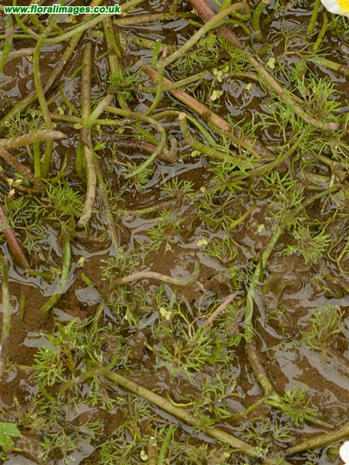 Ranunculus aquatilis