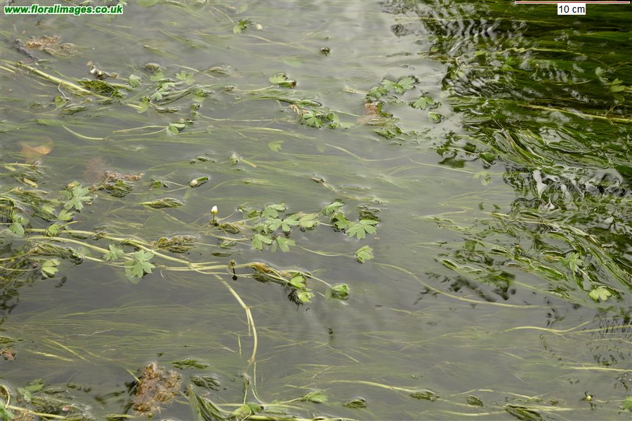Ranunculus aquatilis