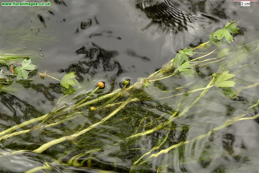 Ranunculus aquatilis