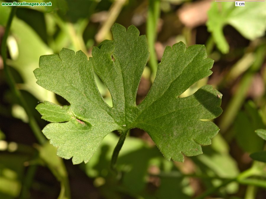 Ranunculus auricomus