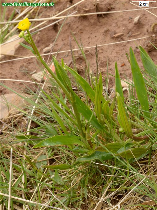 Ranunculus flammula