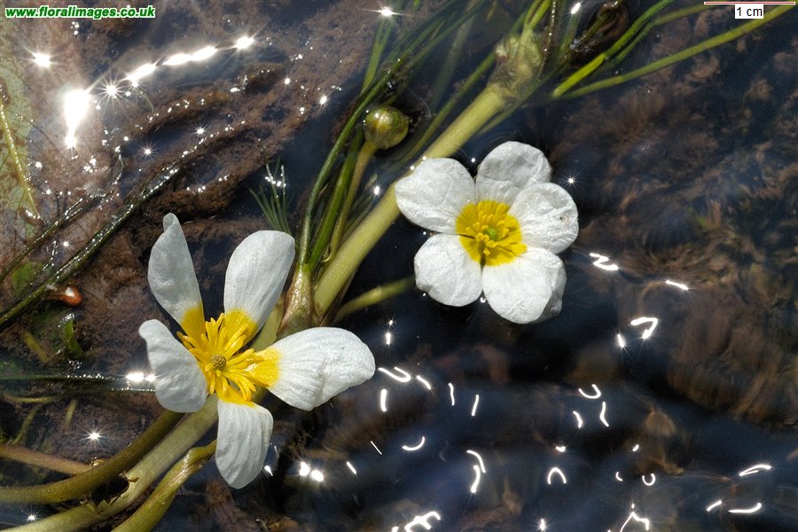 Ranunculus fluitans