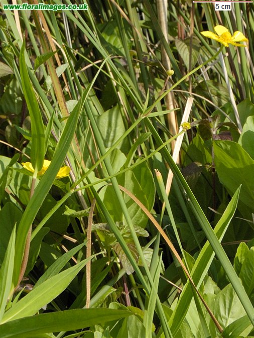 Ranunculus lingua