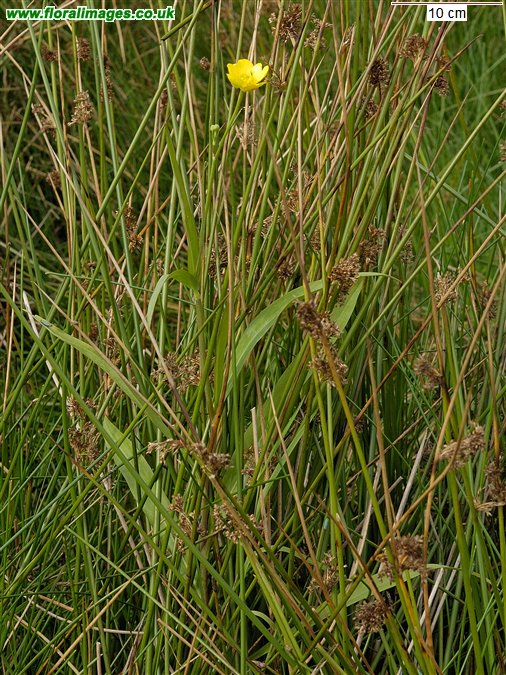 Ranunculus lingua