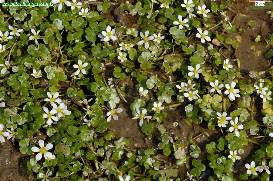 Ranunculus omiophyllus