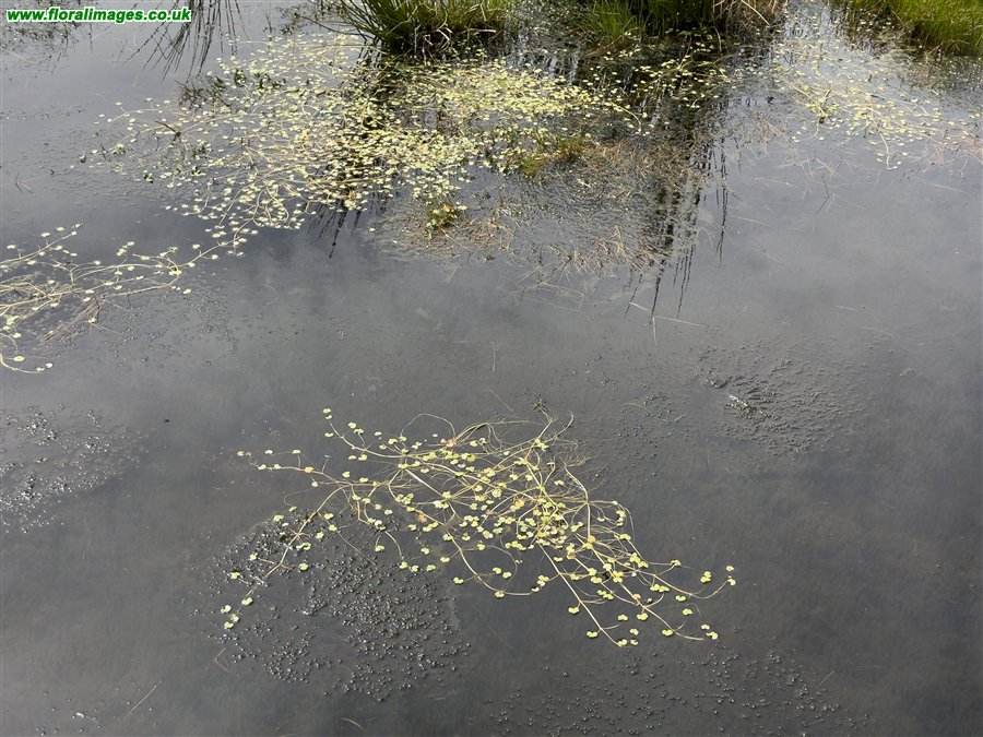 Ranunculus omiophyllus