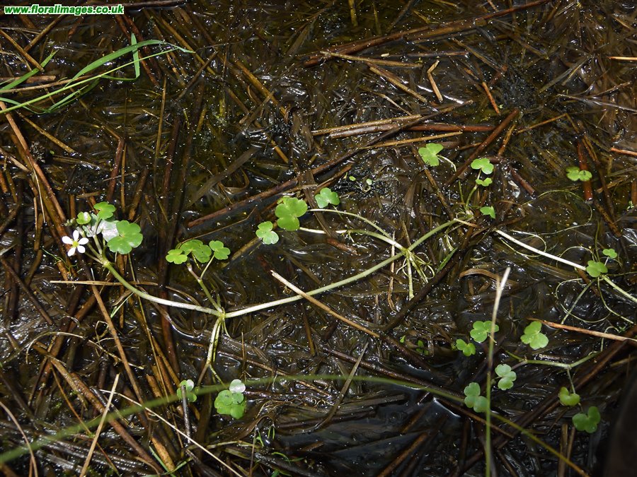 Ranunculus omiophyllus