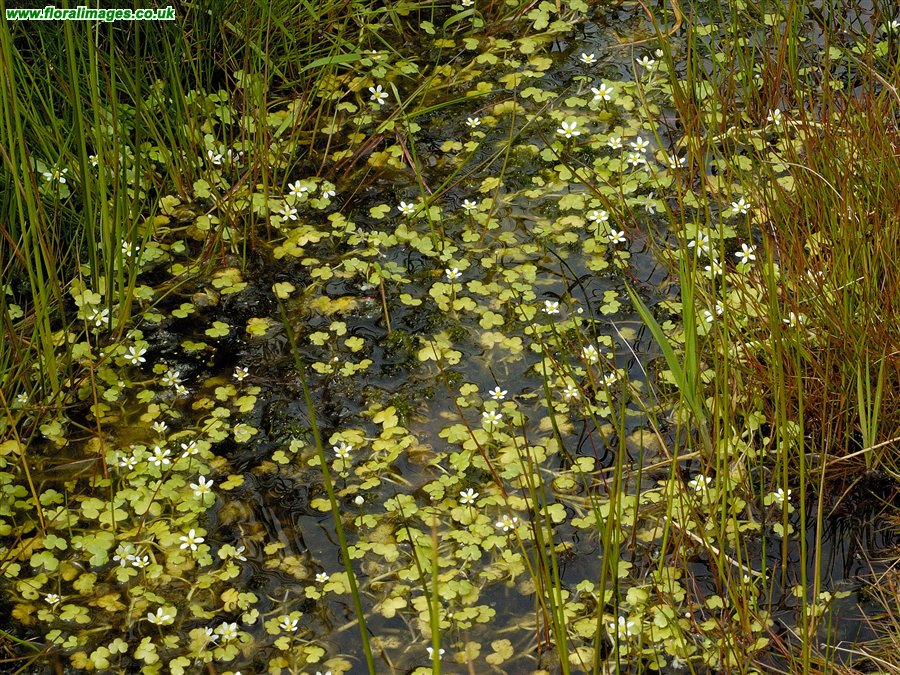 Ranunculus omiophyllus
